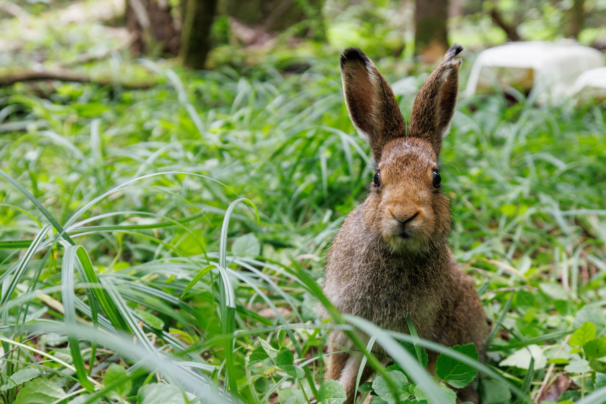 Зайчонок-беляк