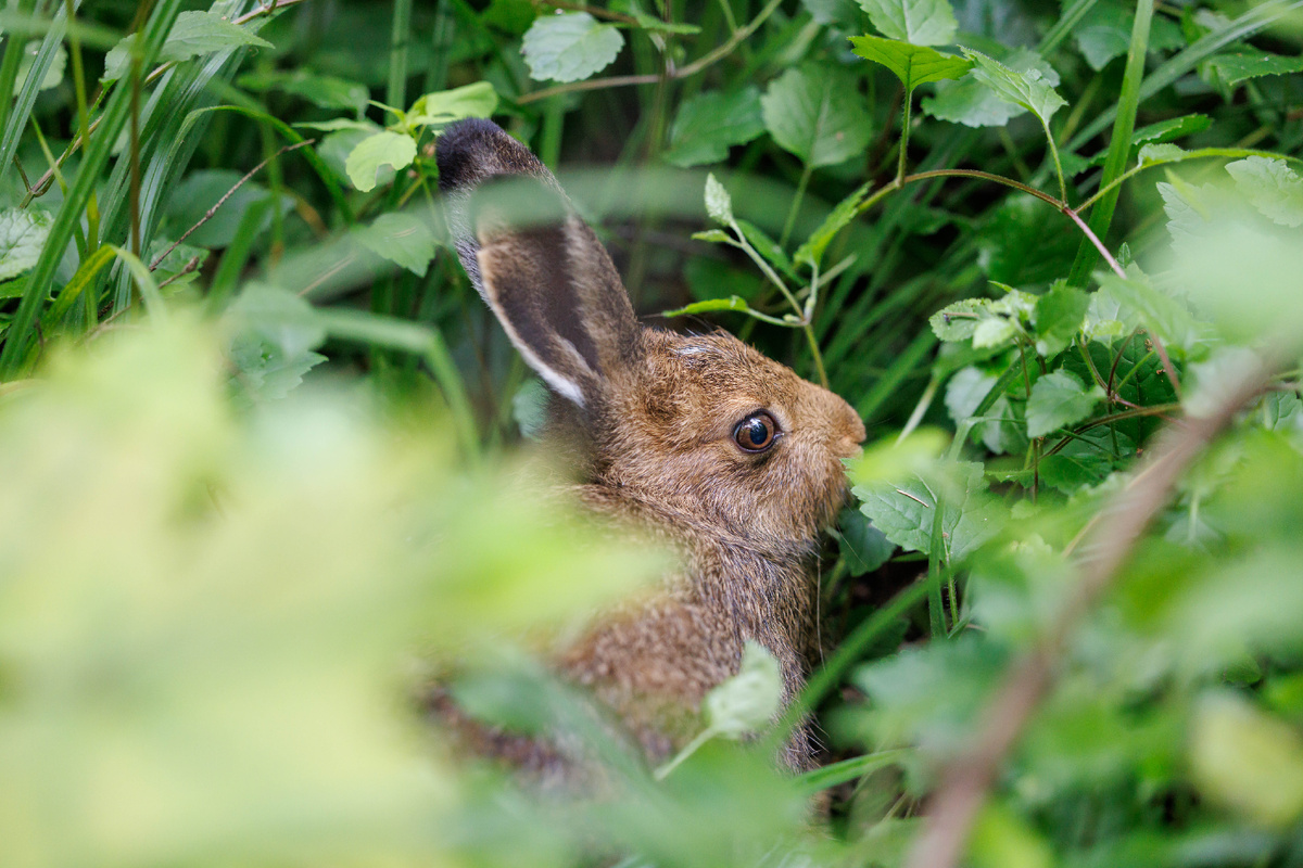 Зайчонок-беляк