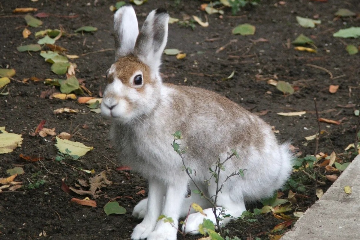 Заяц-беляк зимой