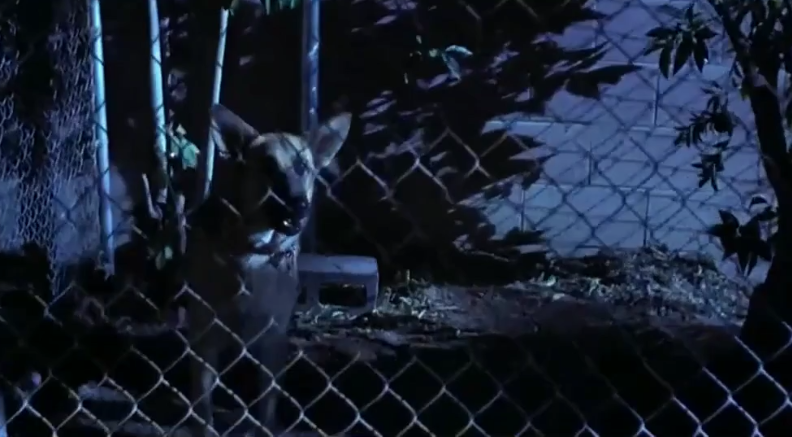 Вот она, собака