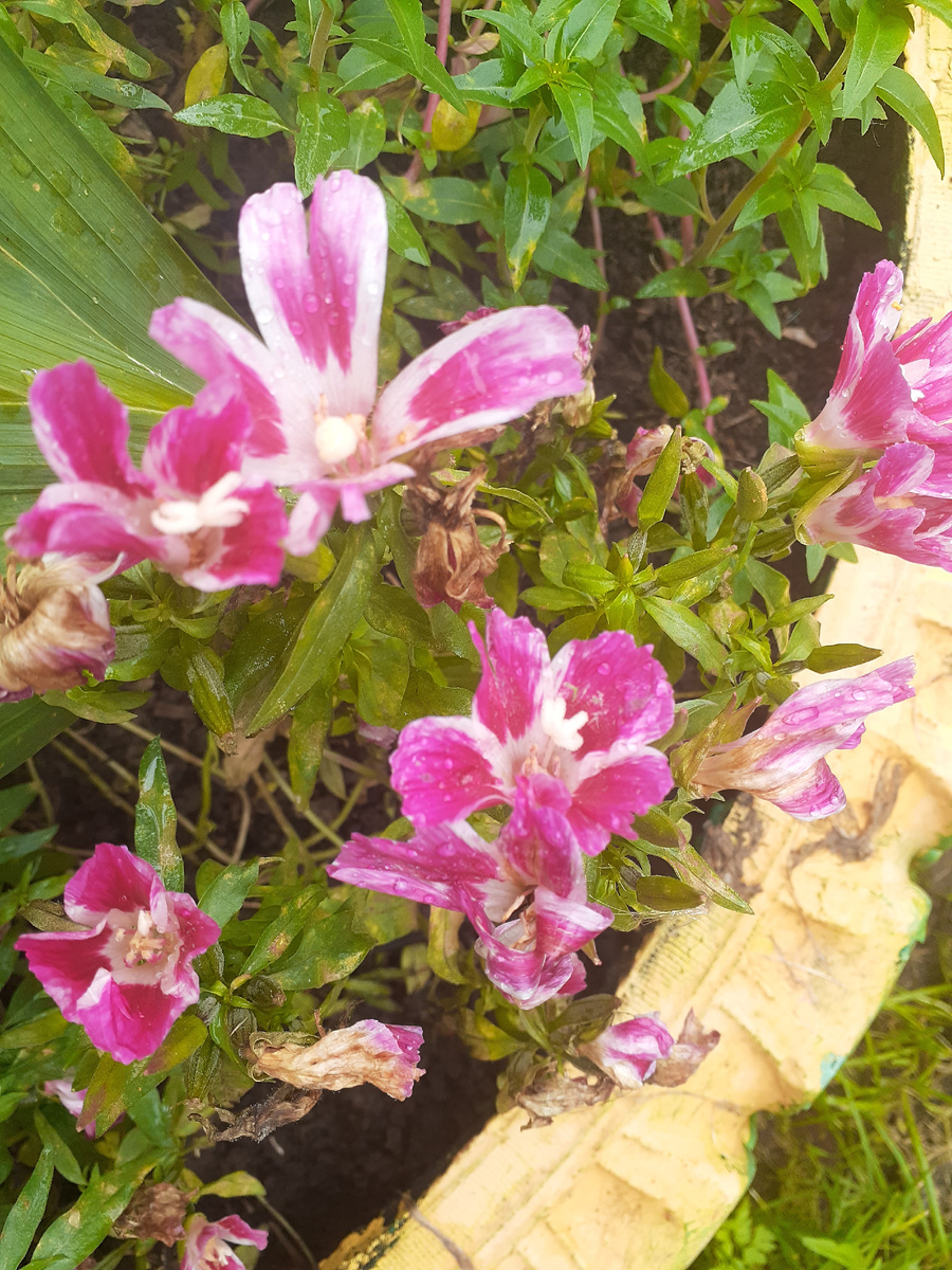 Годеция. Фото автора.