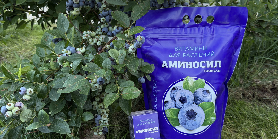 🫐Голубика и закладка почек: как заботиться о растении в этот период?