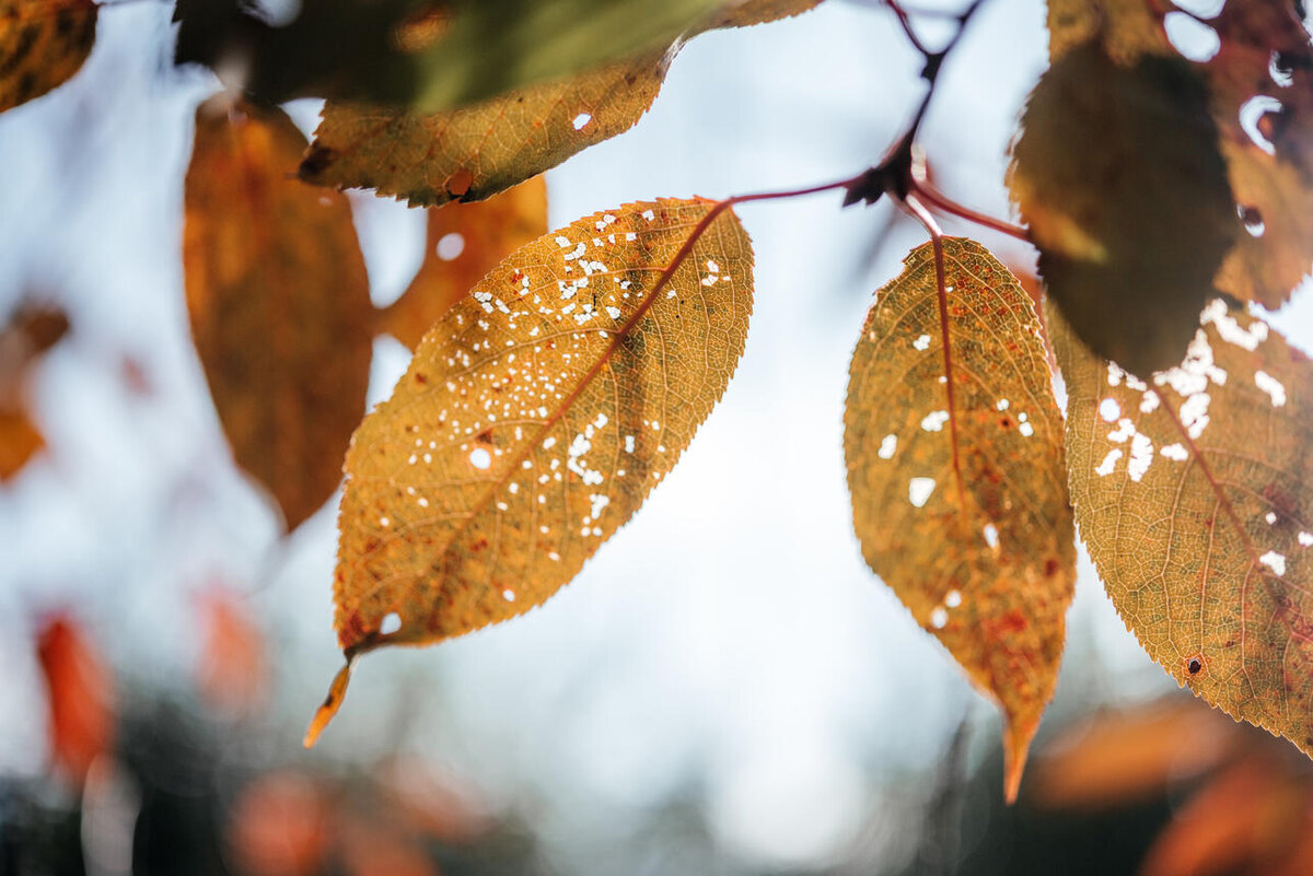    Листья 123RF/legion-media.ru