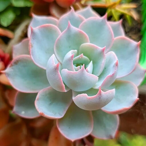   Суккуленты виды. Эхеверия Элеганс Наталья Андросенкова