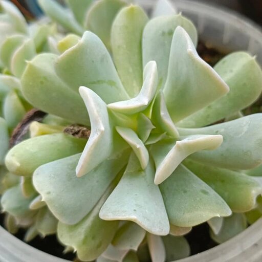   Эхеверия Руньона Наталья Андросенкова