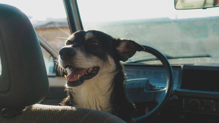  Фото: Shutterstock