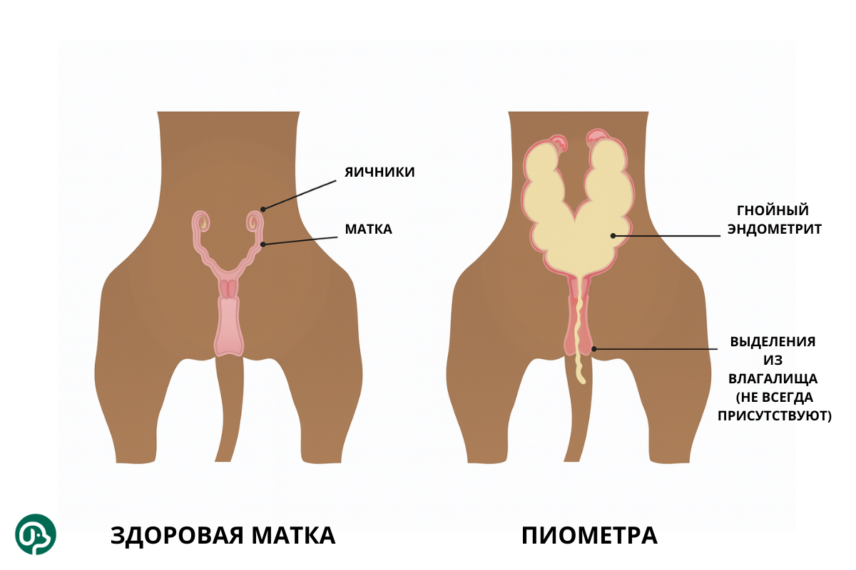 Пиометра у собак
