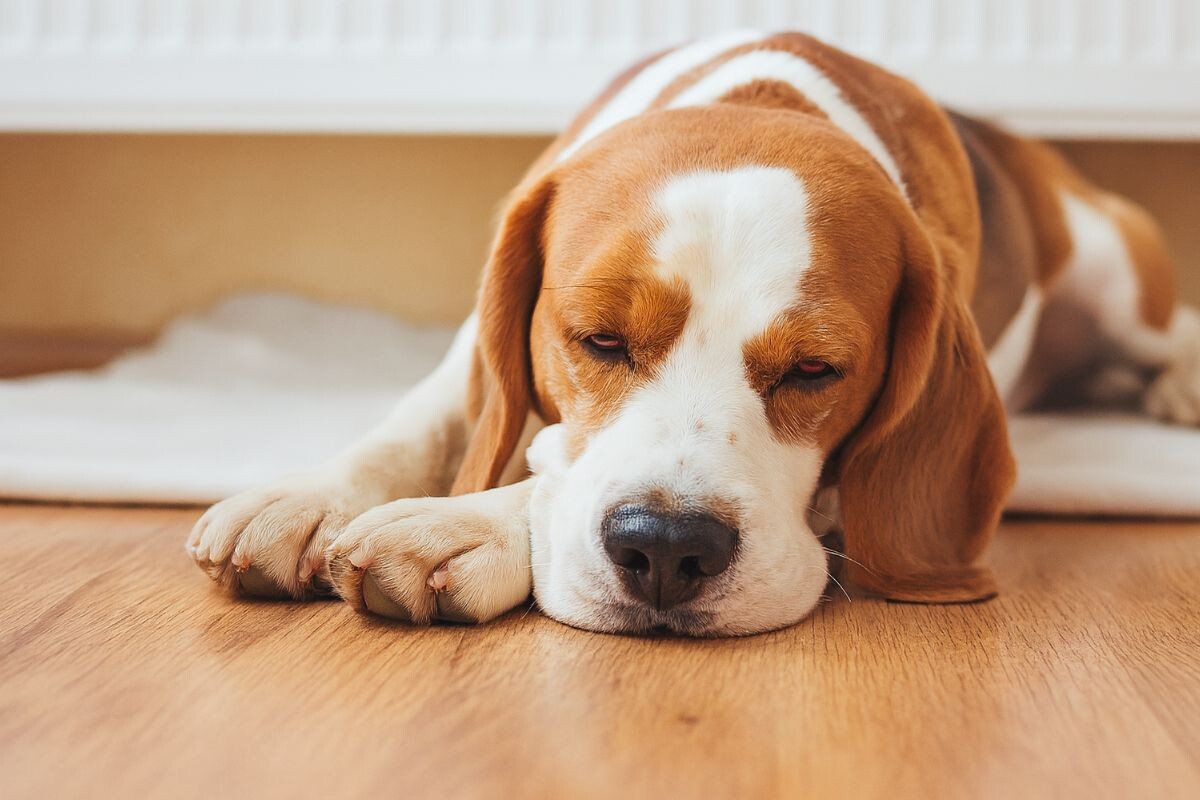 Пиометра у собаки