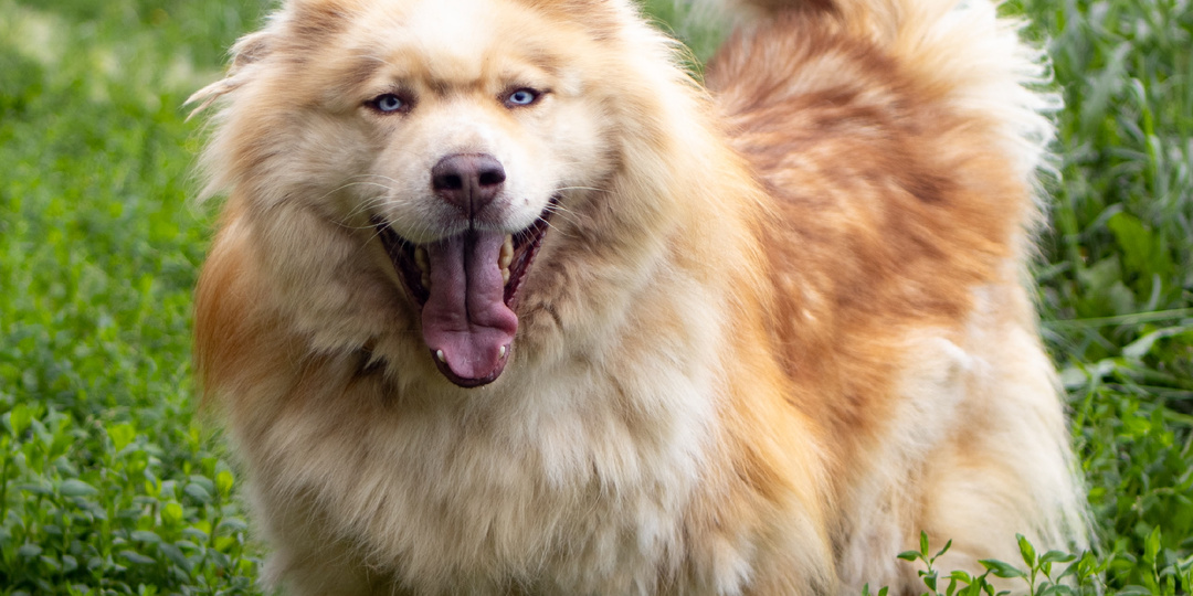Самый красивый пёс приюта всё ещё ждёт... Когда его небо в глазах увидят по-настоящему?