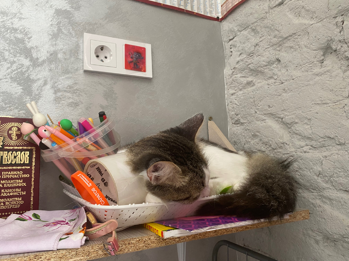 Ну-ка, карандашики, потеснитесь ✏️ 😼