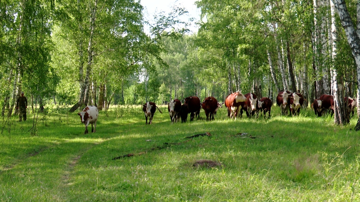 Поголовье на свободном выгуле