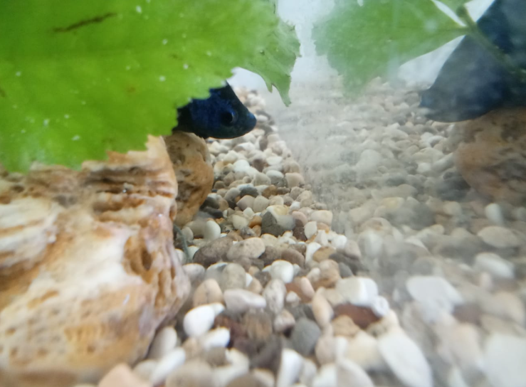 Рыбусинка выглядывает из под куста