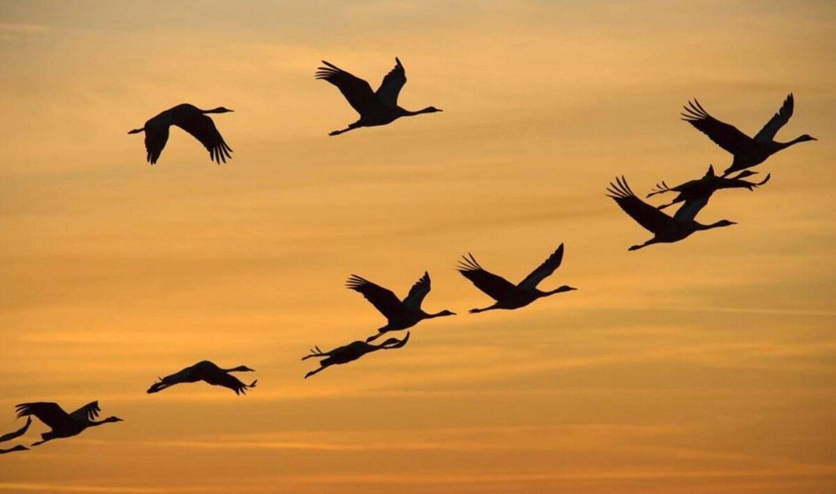 Даже самый сильный в стае когда-то летел за старшим, чтобы научиться своему пути.