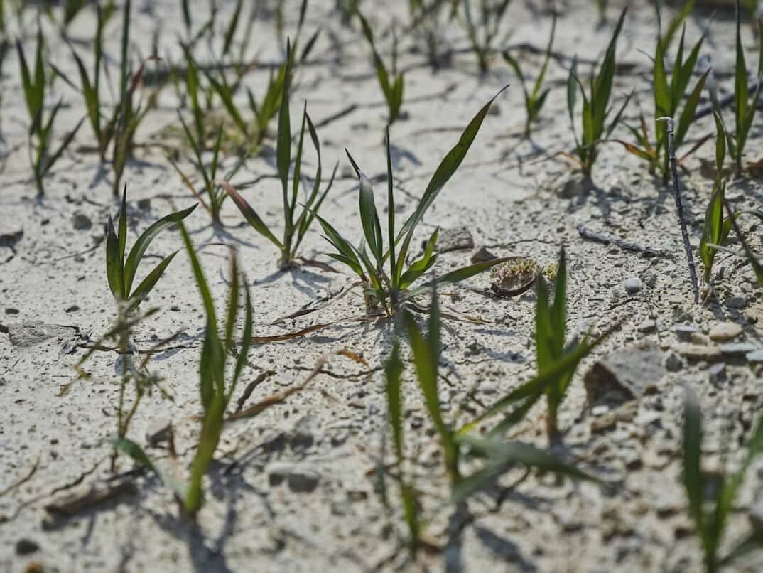    В ПНИПУ узнали, какие растения могут очистить почву от нефти с эффективностью до 40% / © engin akyurt, Unsplash