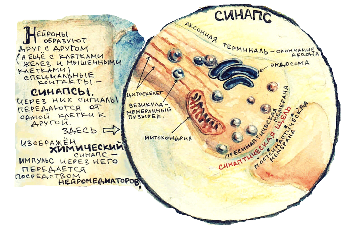 Примерная модель синапса, нашел рисунок на просторах "Нейромолекулы"