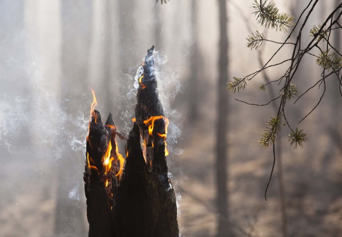    В Югре с начала года потушили 183 лесных пожара