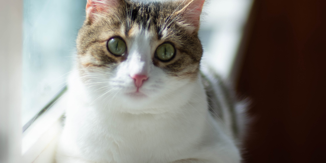 Леся: таких не замечают😭 А она мечтает дарить свою любовь Человеку❤️ Ждет маму-папу и новый дом🙏