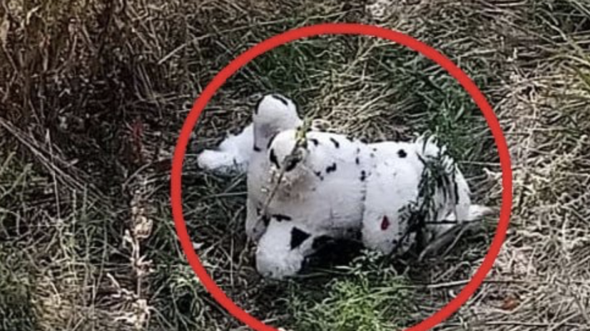    Telegram-канал Главы Военно-гражданской администрации Харьковской области