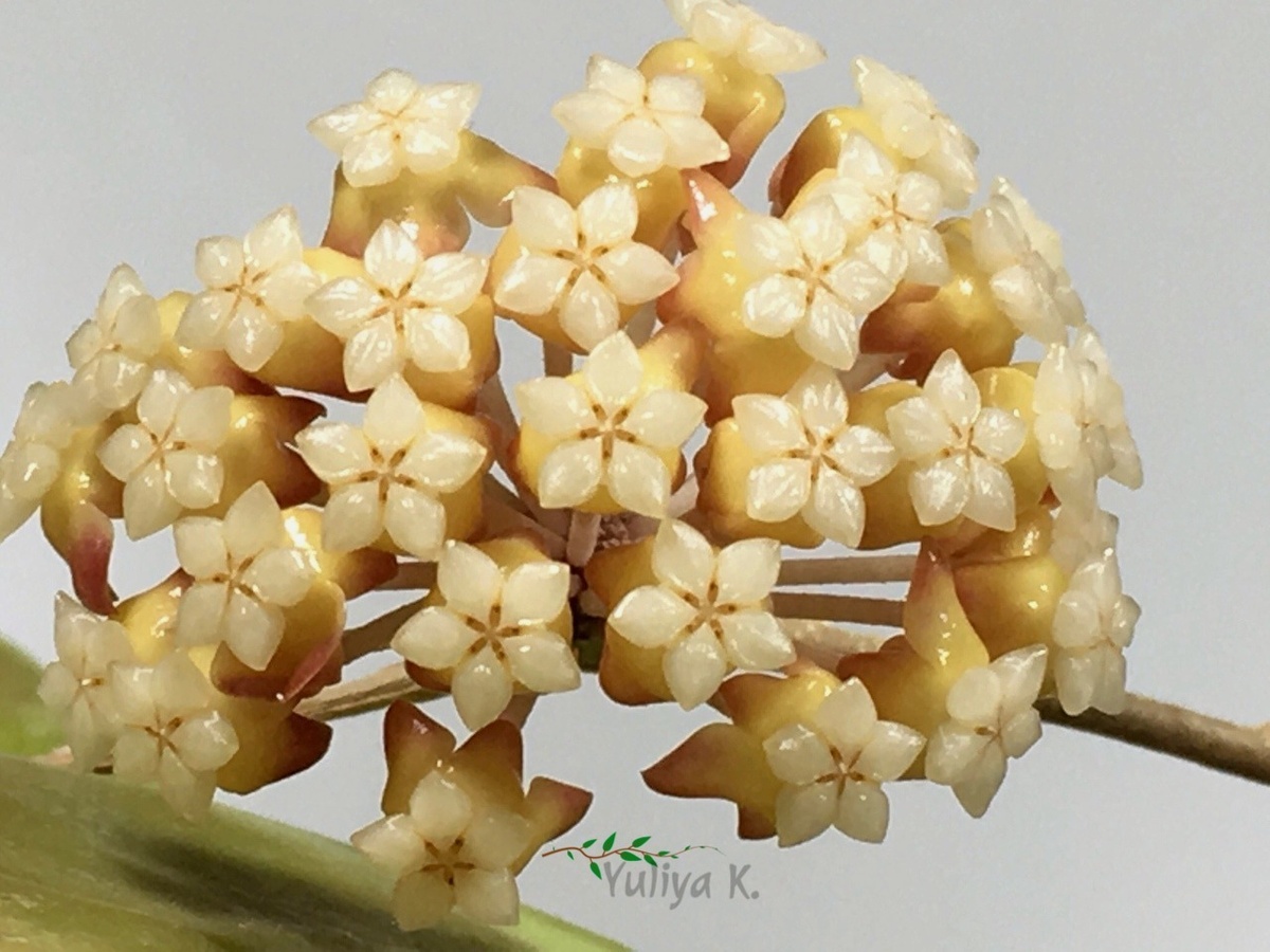 из интернета, но значок с авторством на фоточке есть)