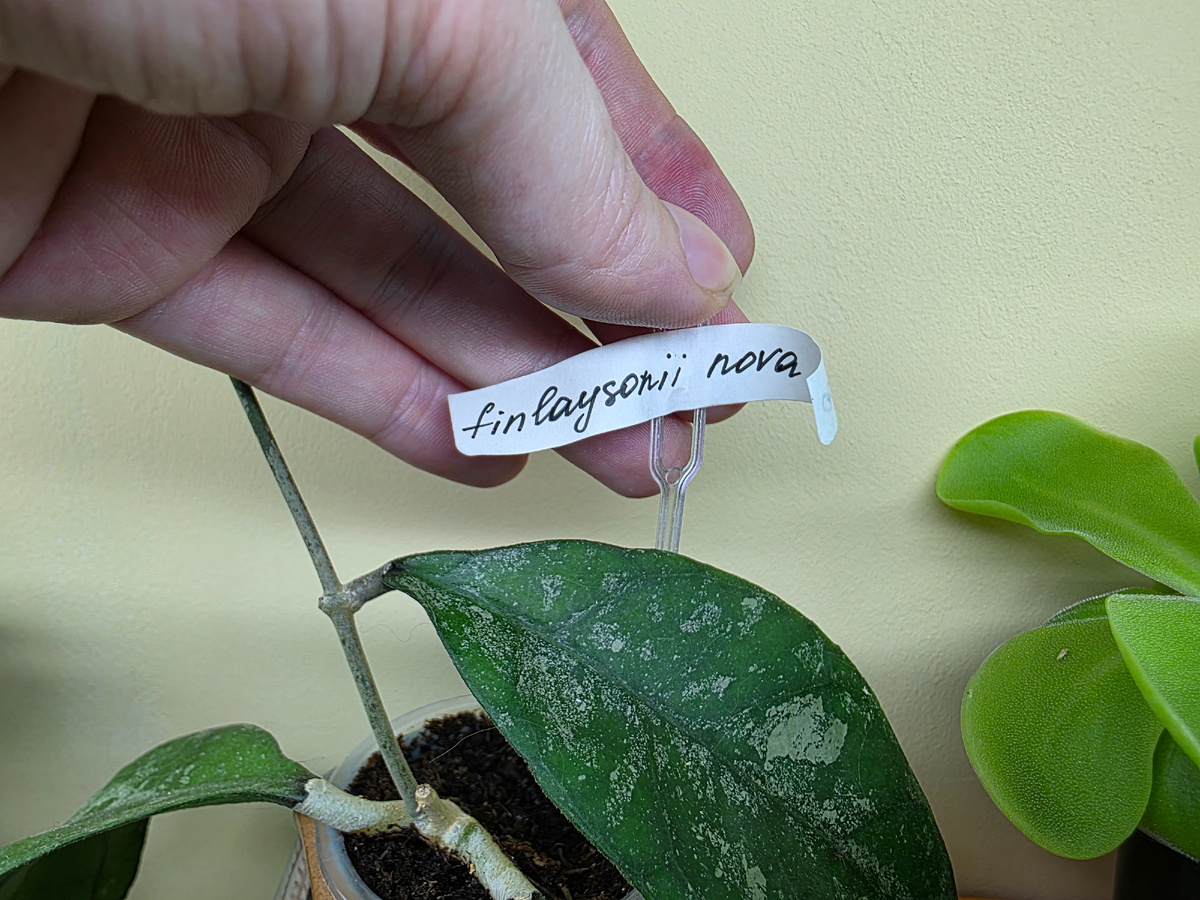 Хойя Финлайсони Нова (Hoya Finlaysonii Nova)