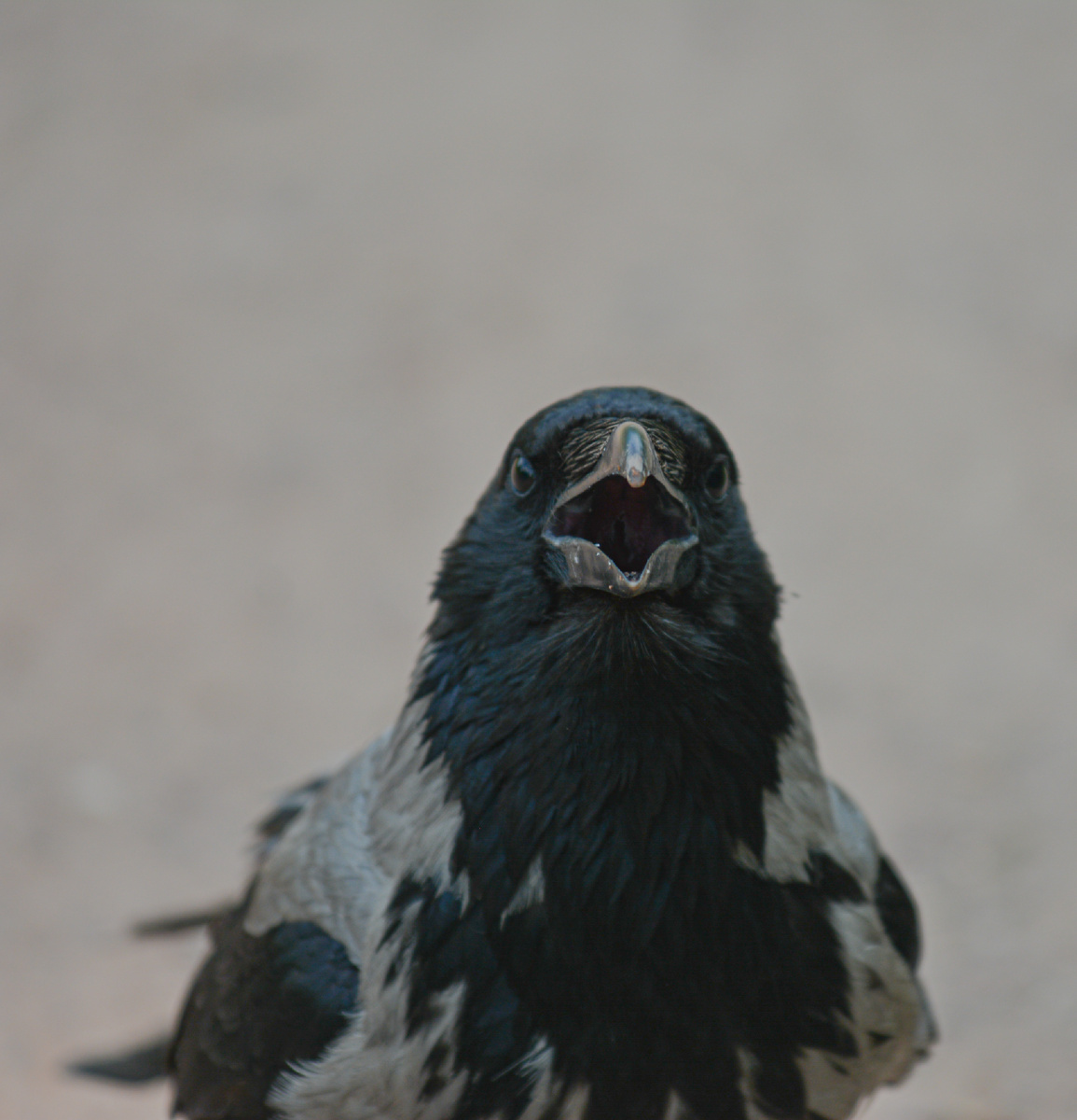 Ну, допустим, кря