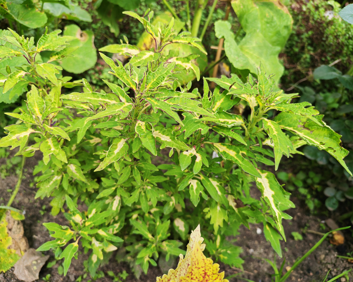 А этот в ножках у шток-розы. 