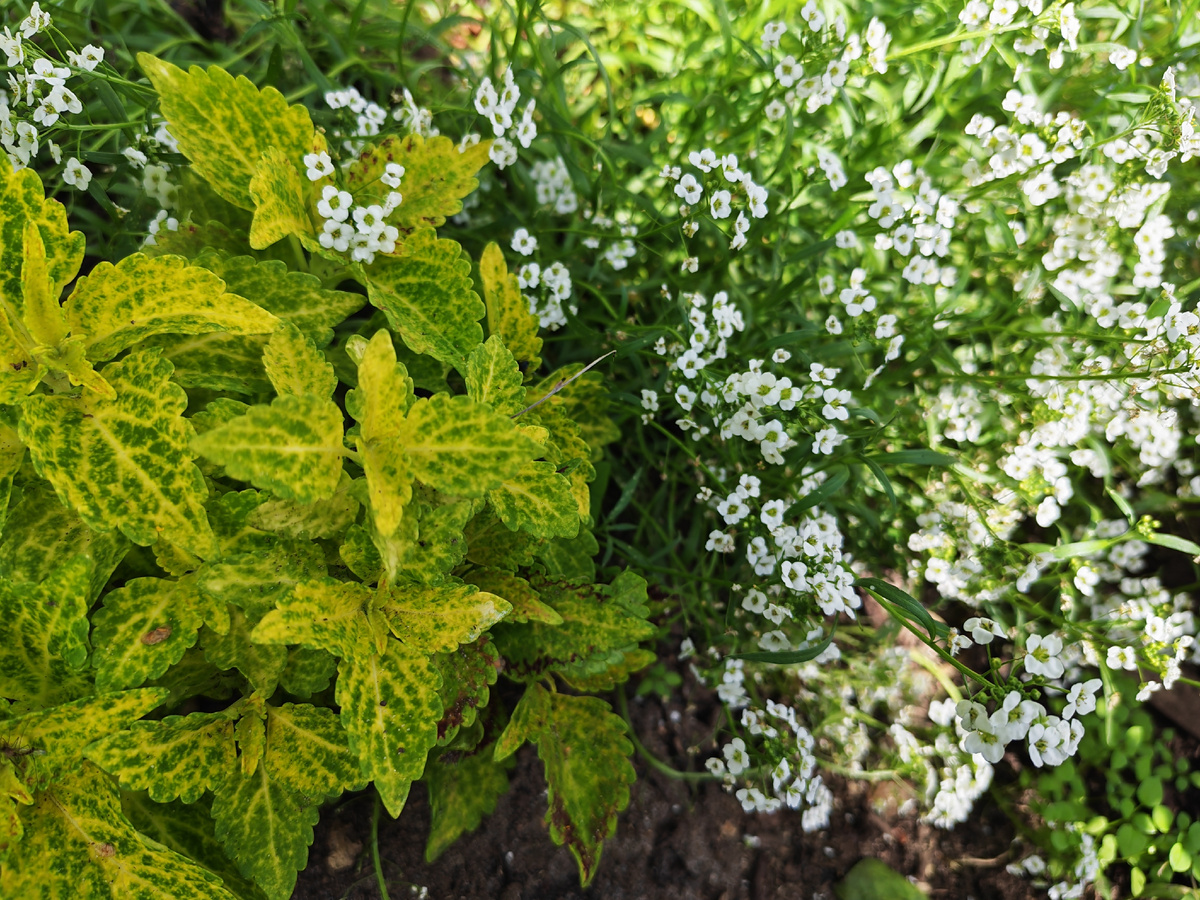 Алиссум вегетативный Снежная Принцесса (Snow Princess) и жёлт-зелёный колеус так же неплох, как и синяя лобелия. Эти сочетания можно повторить. 