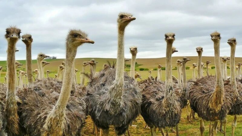     Страусы. pixabay