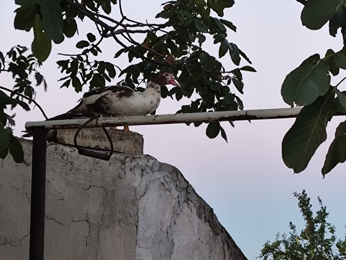 Мало того, что на коньке крыши, еще и на камешек взгромоздилась