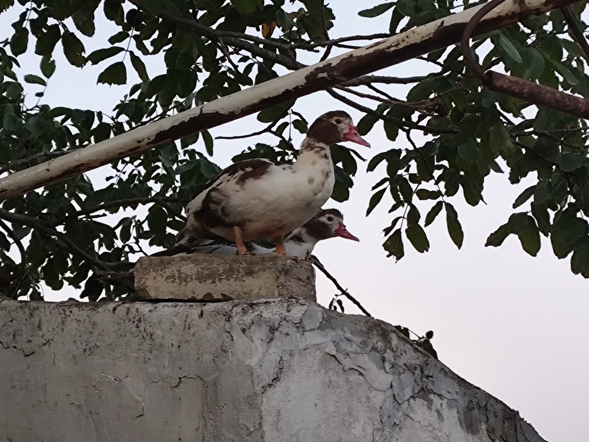 Ага, вторая нарисовалась )))