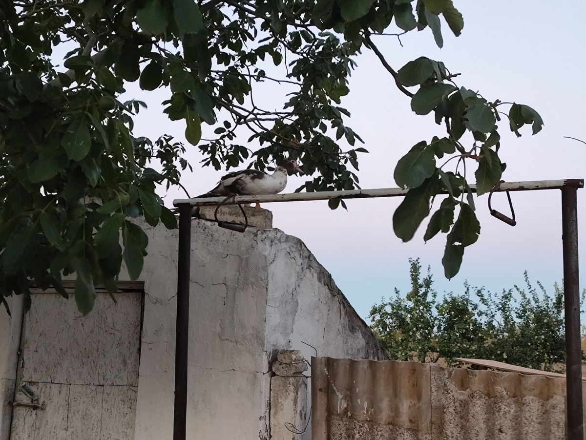 Обживают погреб сверху