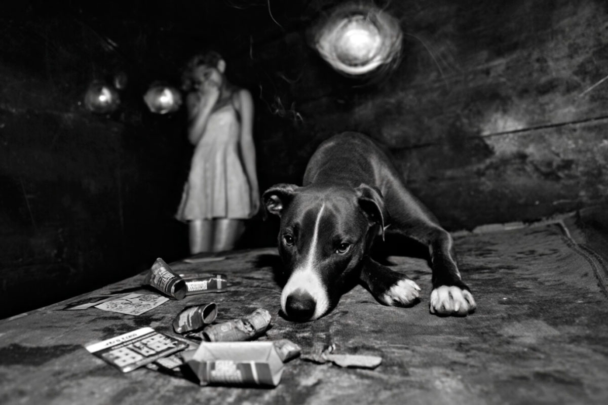 Ощутите мир глазами друга, собаки или летучей мыши