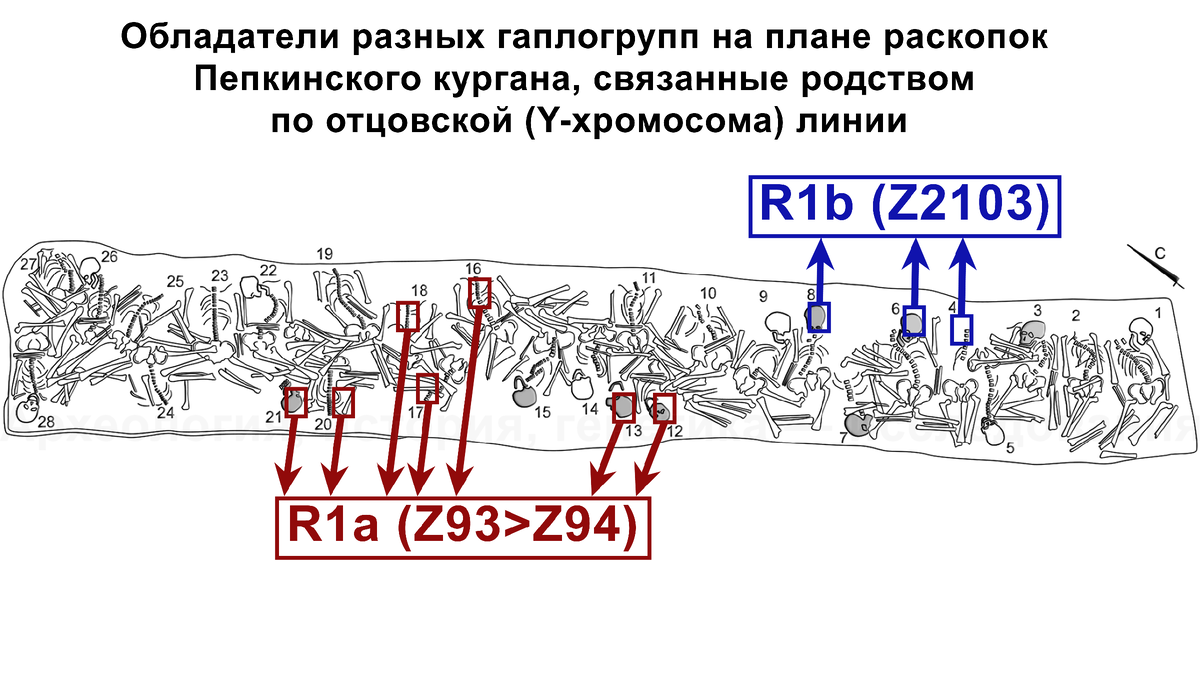 Захоронение Пепкинского кургана