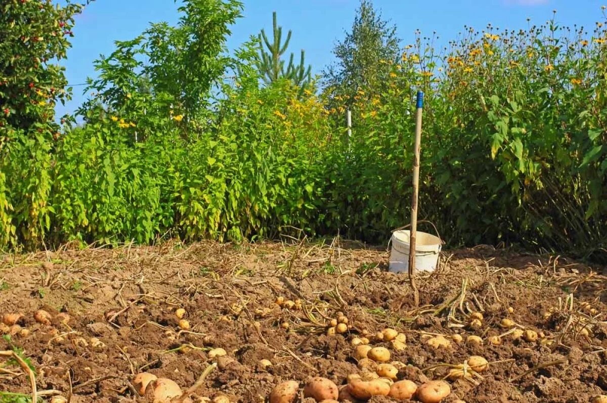    В центральной части России именно с 25 августа рекомендовано выкапывать картофель.