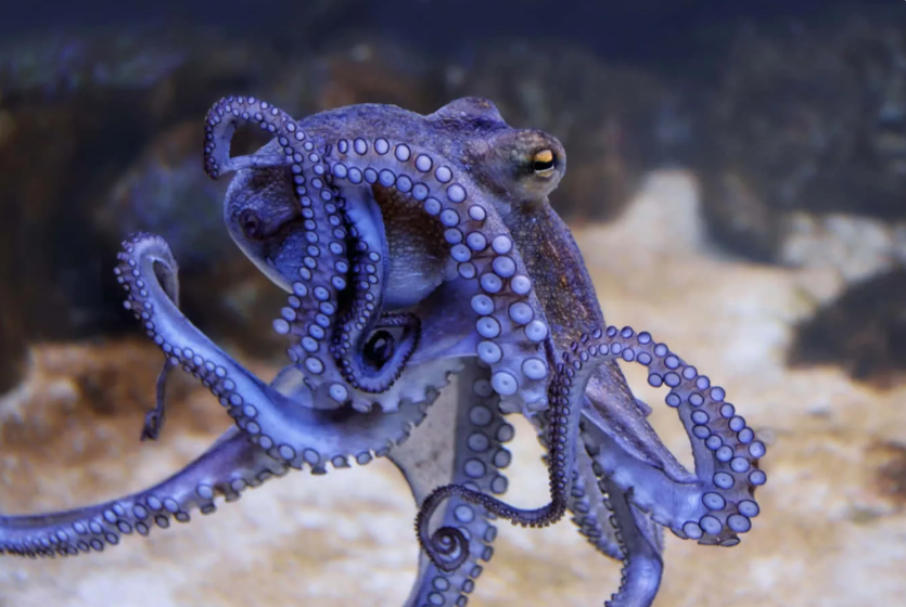 Как тебе? Поделись в комментариях!