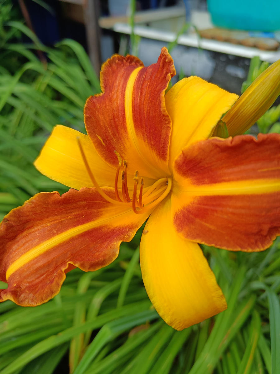 Франс Халс (Frans Hals)