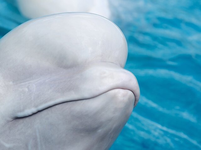    Фото: 123RF/balazschristina