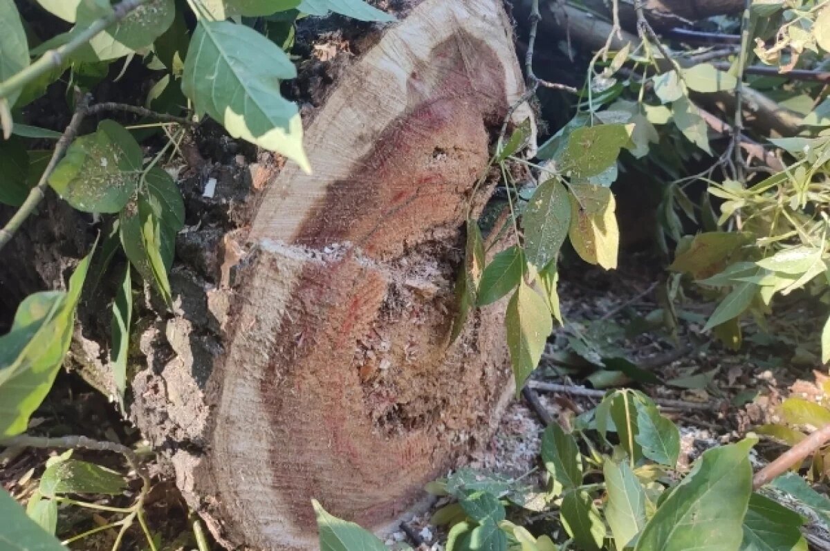    В Тверской области мужчина незаконно нарубил 35 деревьев и поплатился