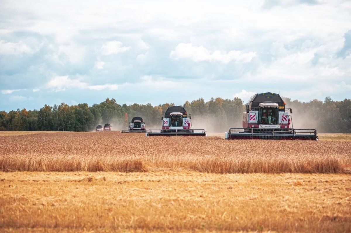    Аграрии Тюменской области начали уборку рапса и льна