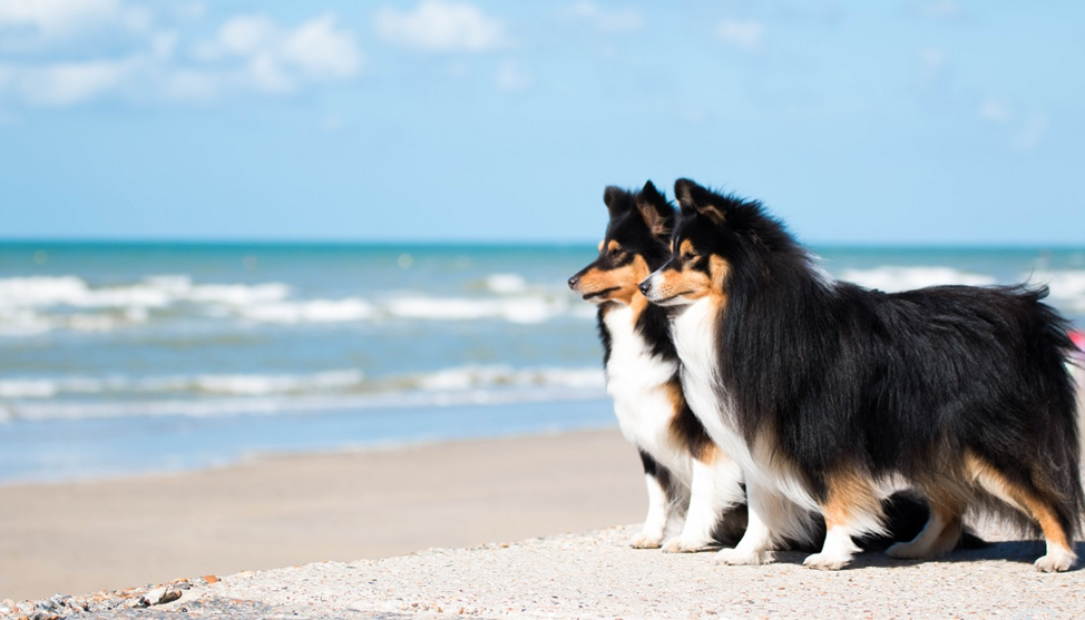 Фото: v9immigration.ca