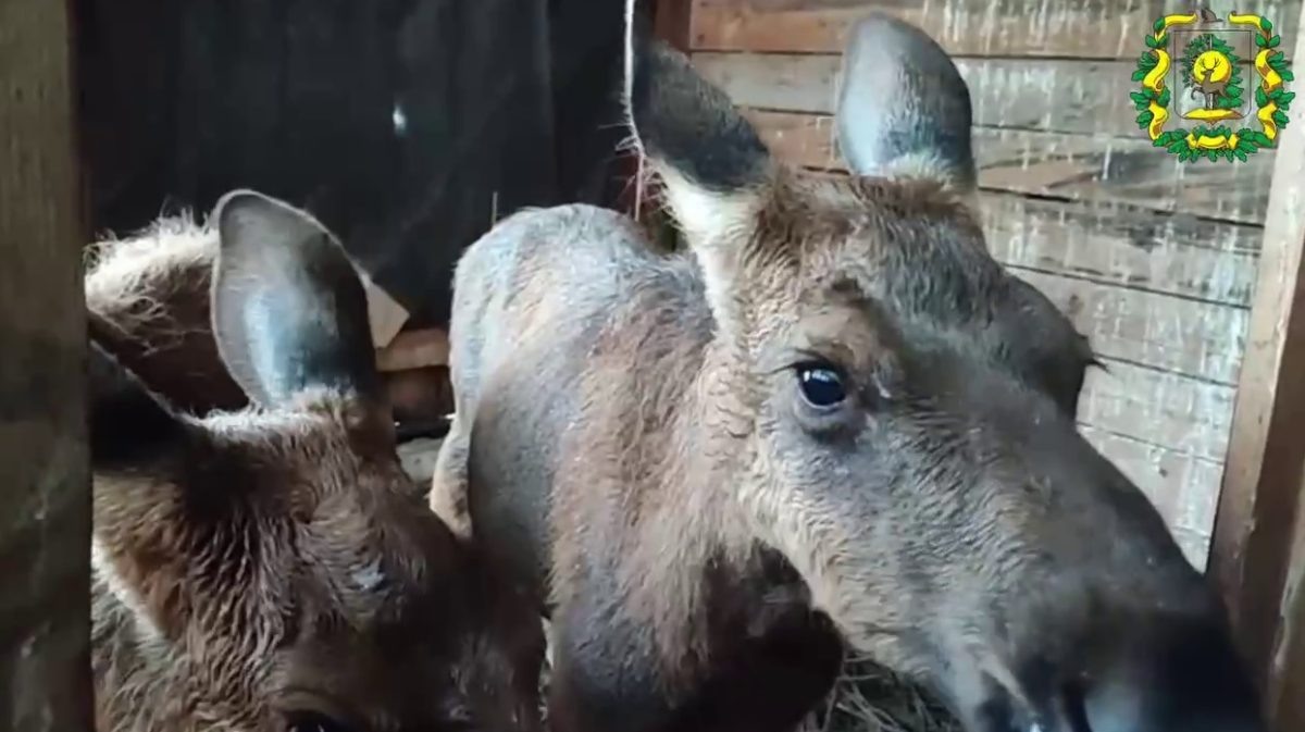    Животные уже заметно выросли и окрепли