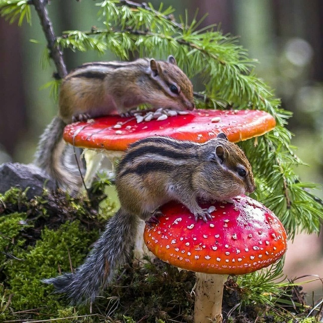 свободный доступ