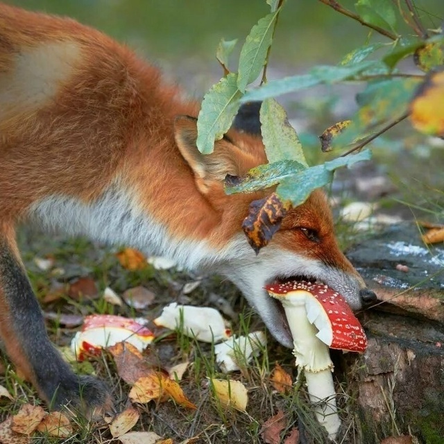 свободный доступ