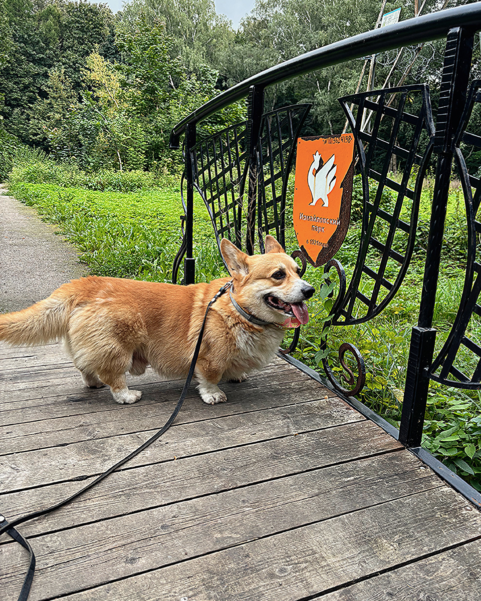 Корги Бильбо в Измайловском парке