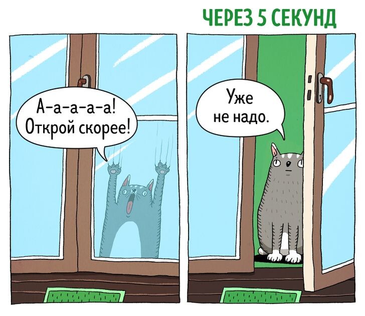 Правда жизни, с которой столкнуться 100% процентов владельцев котов и кошек :)