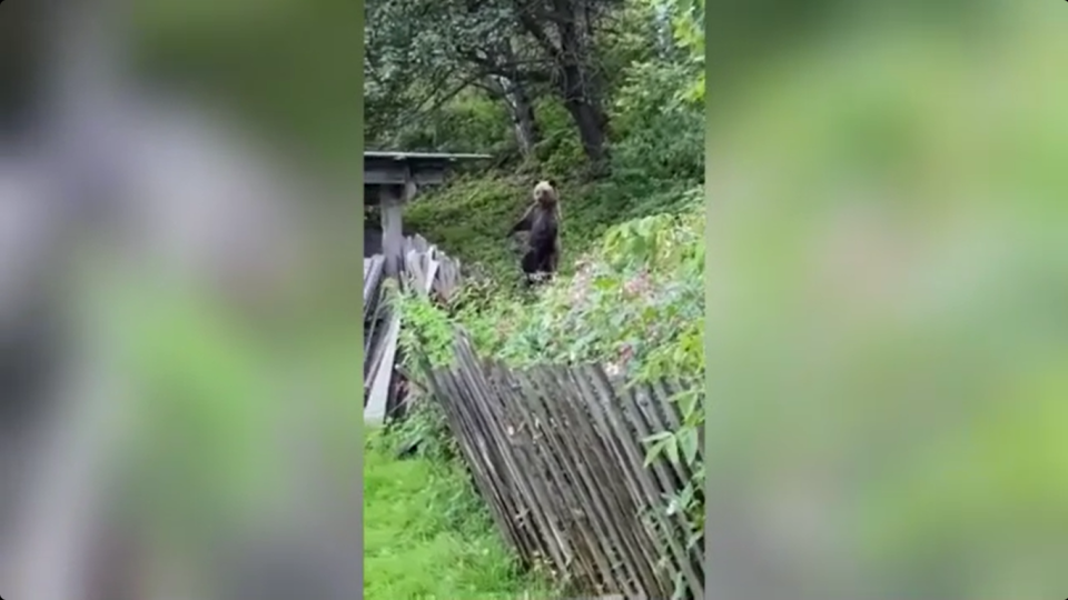    Медведь в окрестностях села Элекмонар. Источник: Telegram-канал "Республика Алтай в Telegram"