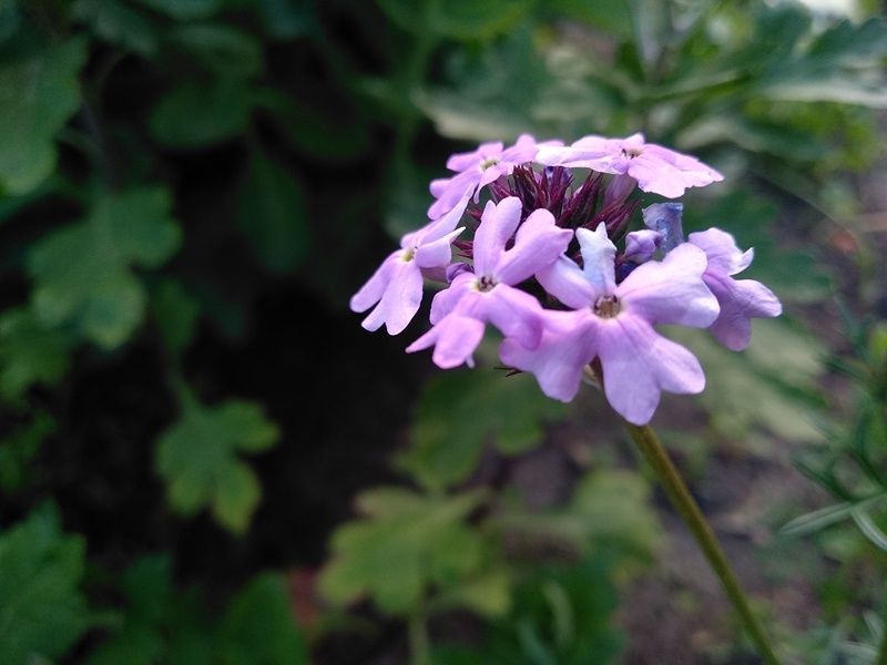 Соцветие вербены в июне