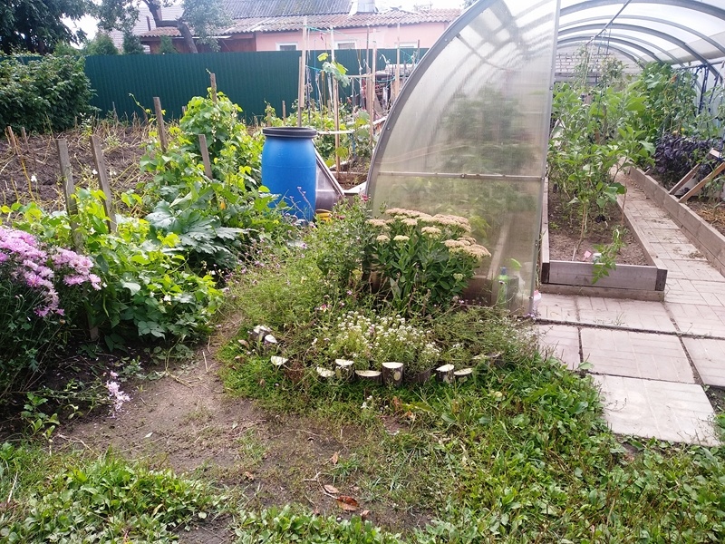 Клумба у теплицы с тонкорассеченной вербеной