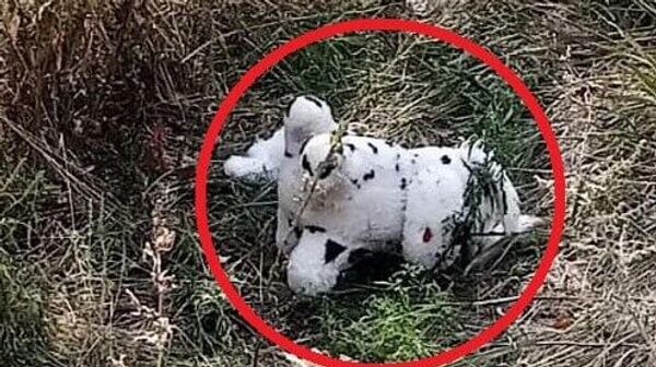    © telegram ukr_2025_ru