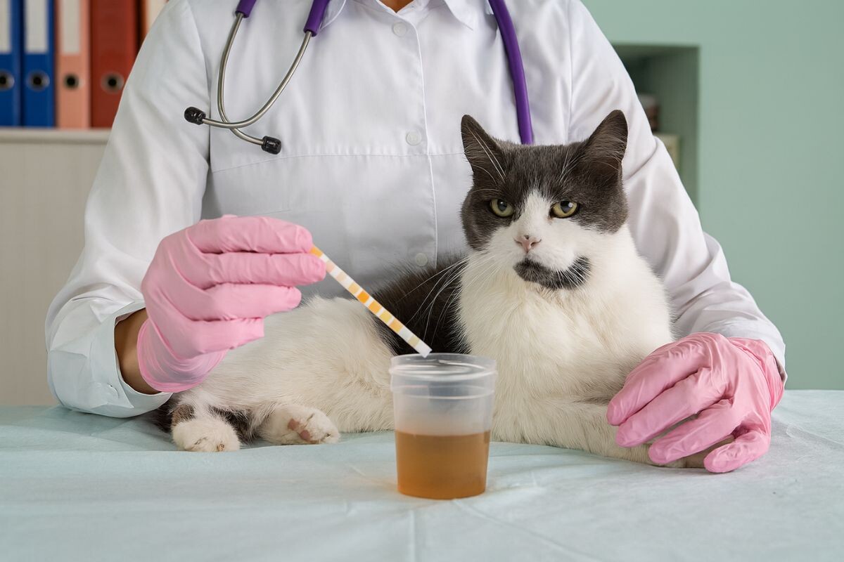 Кристаллурия у кошек